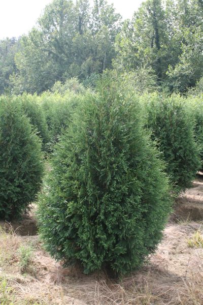 Techny Arborvitae